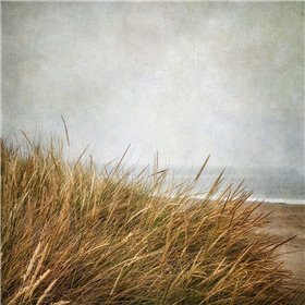 Beach Grasses 4 - Cuadrostock