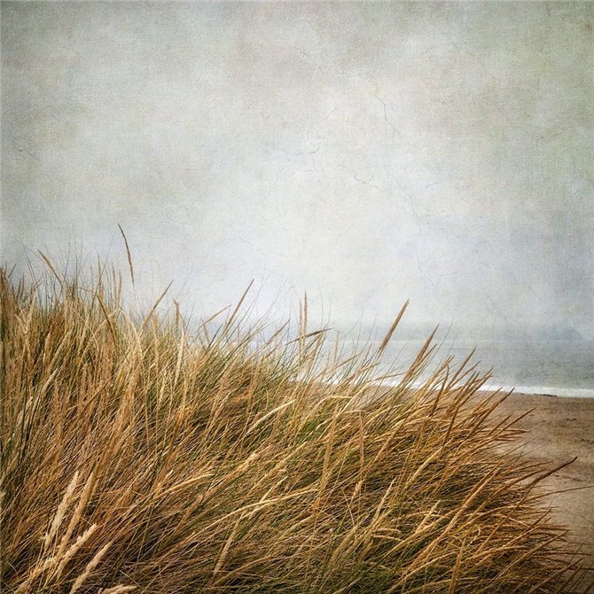 Beach Grasses 4 - Cuadrostock