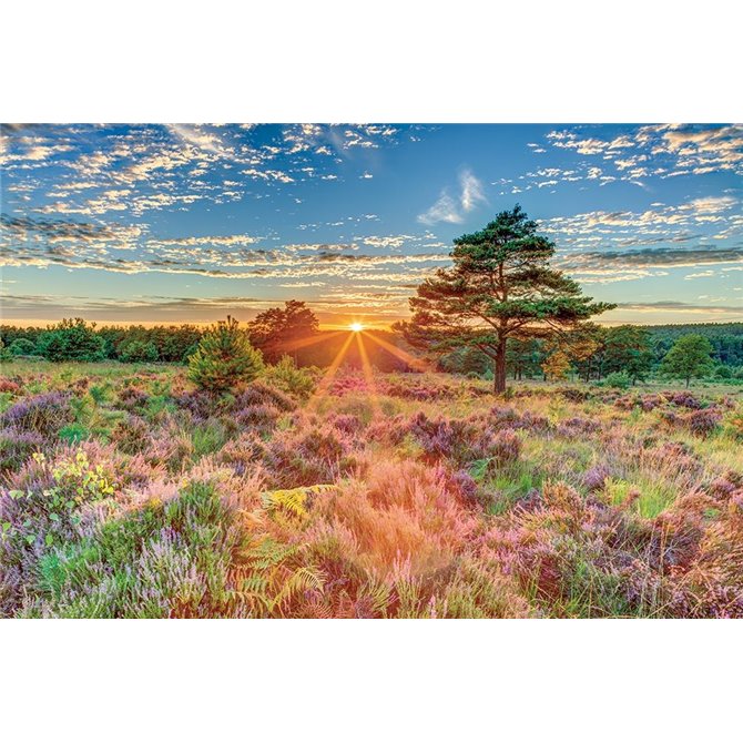 Heathland Sunset - Cuadrostock