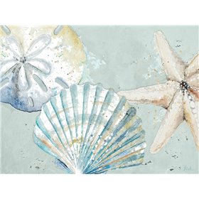 Beach Shells