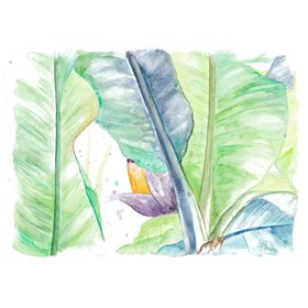 Fresh Banana Plantain