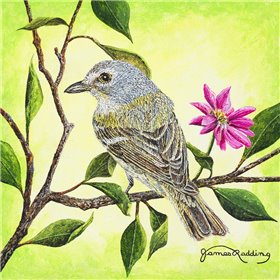 Tropical Bird