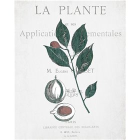 Botanical 3