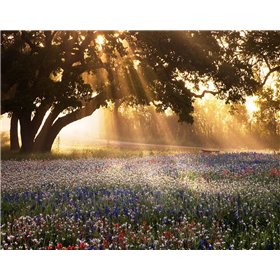 Morning Meadow - Cuadrostock