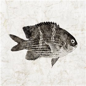 Vintage Fish I - Cuadrostock