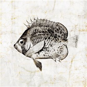 Vintage Fish IV - Cuadrostock