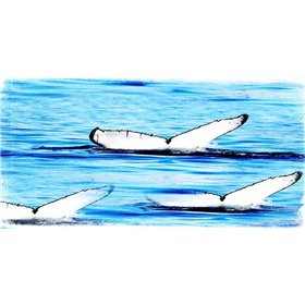 Whale Watching - Cuadrostock