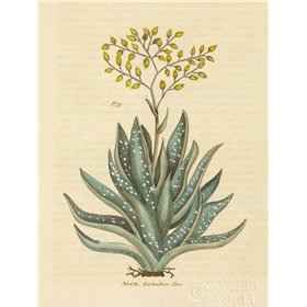 Herbal Botanical XXXI - Cuadrostock