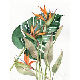 Botanical Birds of Paradise - Cuadrostock