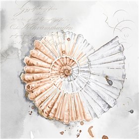 Blush Shell II  - Cuadrostock