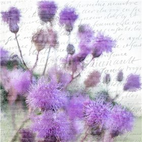 Purple Thistle 1 - Cuadrostock