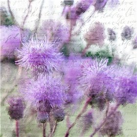 Purple Thistle 2