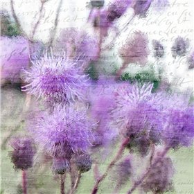 Purple Thistle 2 - Cuadrostock