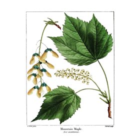Mountain Maple