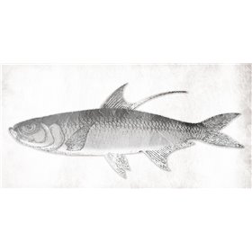 Grey Fish - Cuadrostock