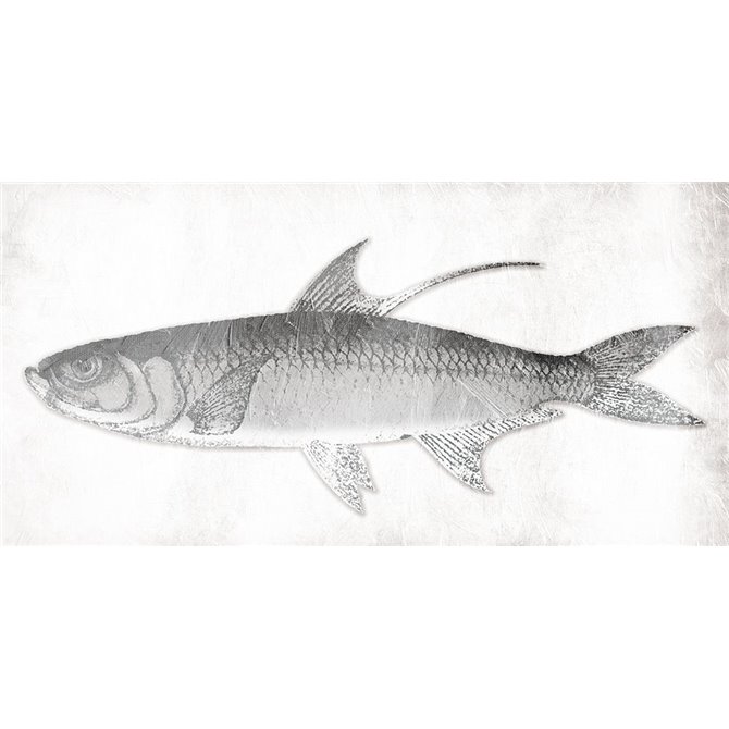 Grey Fish - Cuadrostock