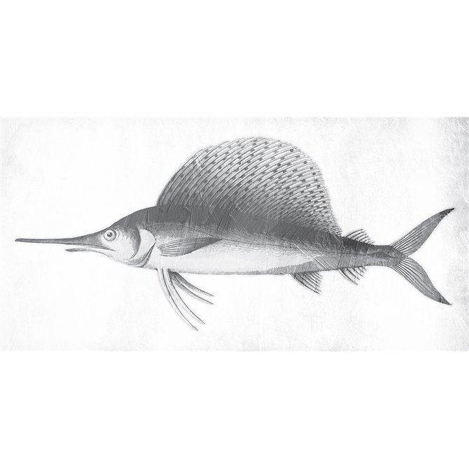 Grey Sword Fish