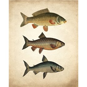 Fish B
