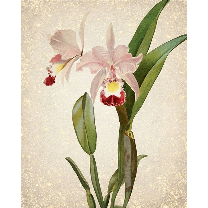 Orchids 2 - Cuadrostock