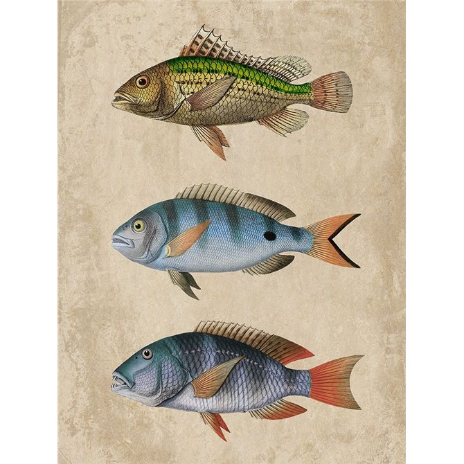 Fish Friends 1