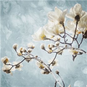 Tree Of White Flowers