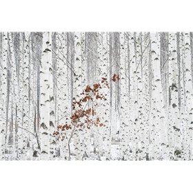 Hee Han - From White