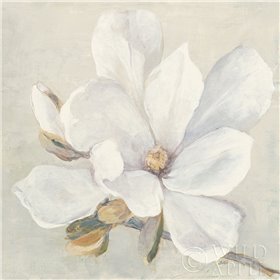 Serene Magnolia