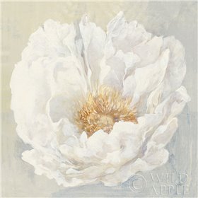 Serene Peony - Cuadrostock