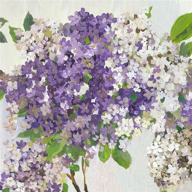 Summer Hydrangea II 