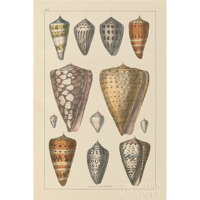 Shell Assorment II - Cuadrostock