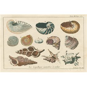 Shell Etchings I - Cuadrostock