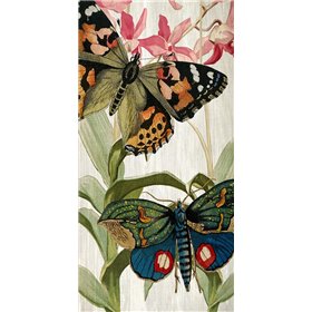 Butterfly World 1