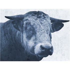 Tone And Tonal Bull - Cuadrostock