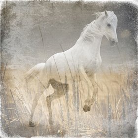 Angel In The Field