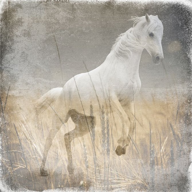 Angel In The Field
