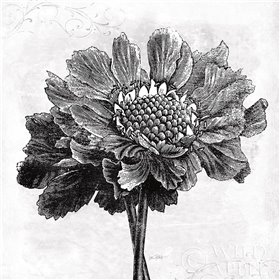 Spa Botanical I BW