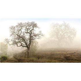 Sonoma Oak 1