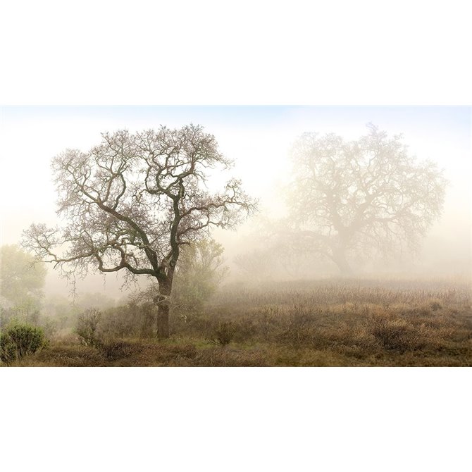 Sonoma Oak 1 - Cuadrostock