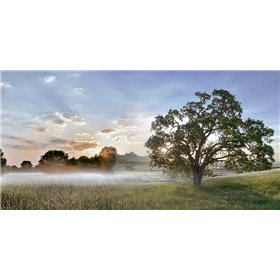 Sonoma Oak 3