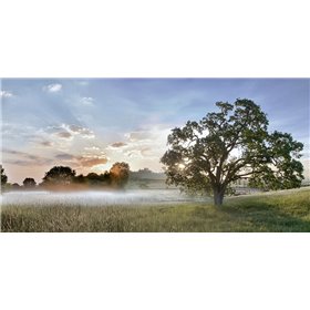 Sonoma Oak 3 - Cuadrostock