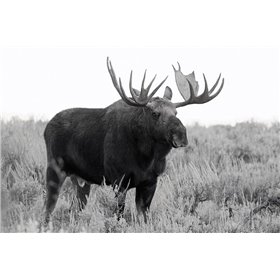 Grand Teton Bull Moose