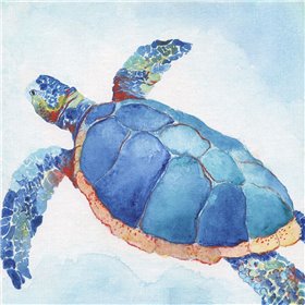 Galapagos Sea Turtle II