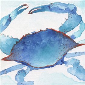 Galapagos Crab