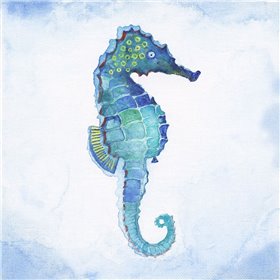 Galapagos Sea Horse