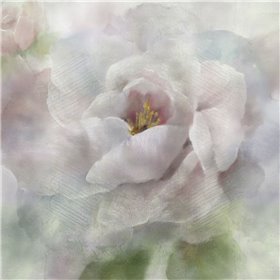 Dreamy Peony - Cuadrostock