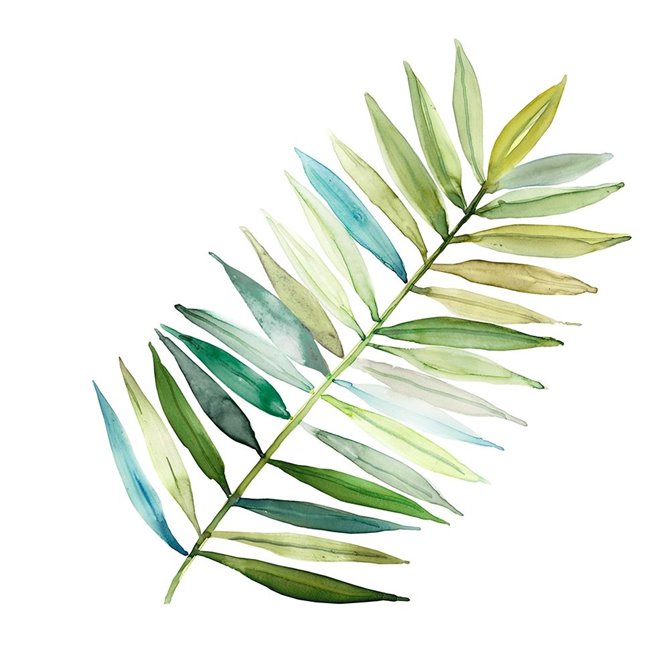 Palm Frond II