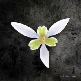 Cuadro para dormitorio - Contemporary Floral Trillium - Cuadrostock