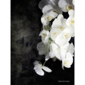Cuadro para dormitorio - Contemporary White Orchids - Cuadrostock