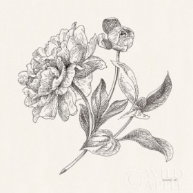 Flower Sketches I