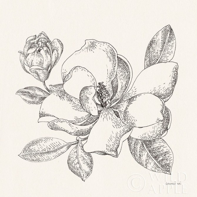 Flower Sketches II - Cuadrostock